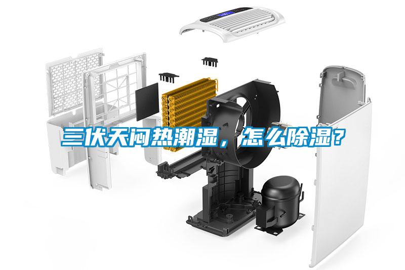 三伏天悶熱潮濕，怎么除濕？