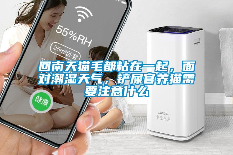 回南天貓毛都粘在一起，面對(duì)潮濕天氣，鏟屎官養(yǎng)貓需要注意什么