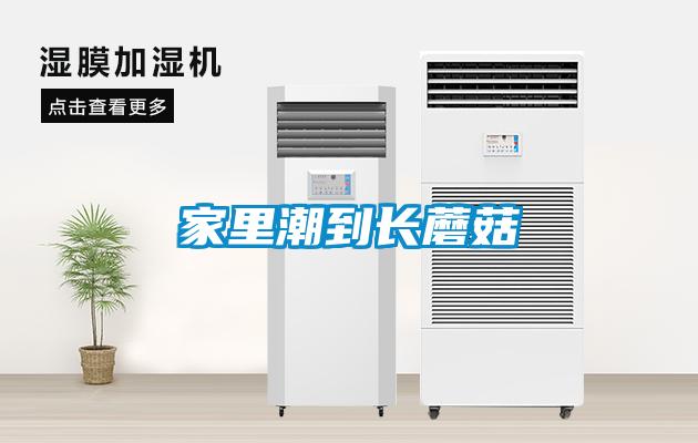 家里潮到長(cháng)蘑菇