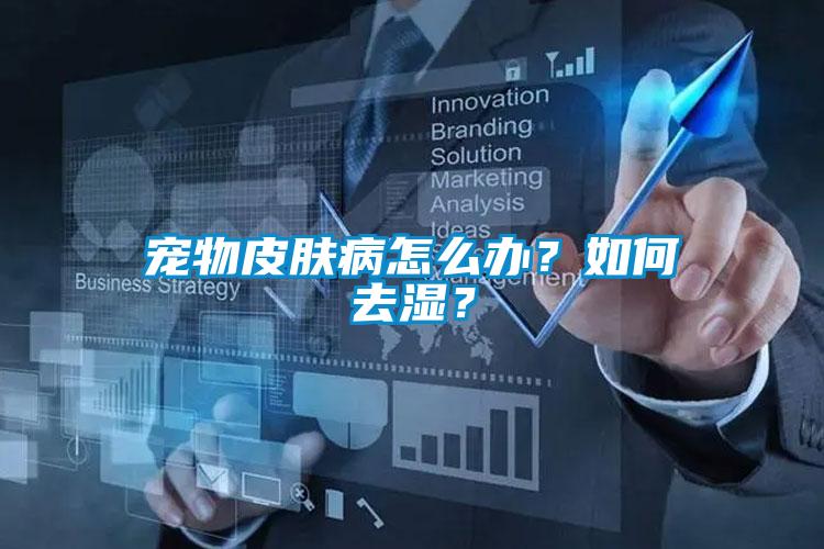 寵物皮膚病怎么辦？如何去濕？