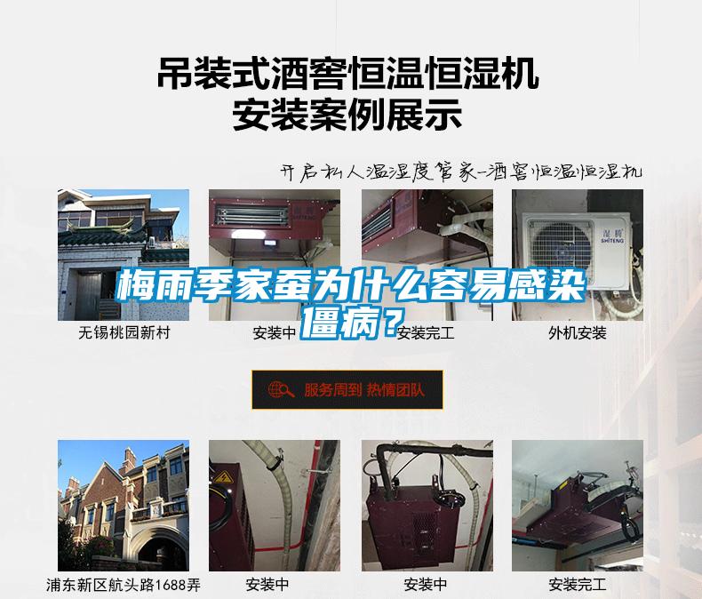 梅雨季家蠶為什么容易感染僵??？