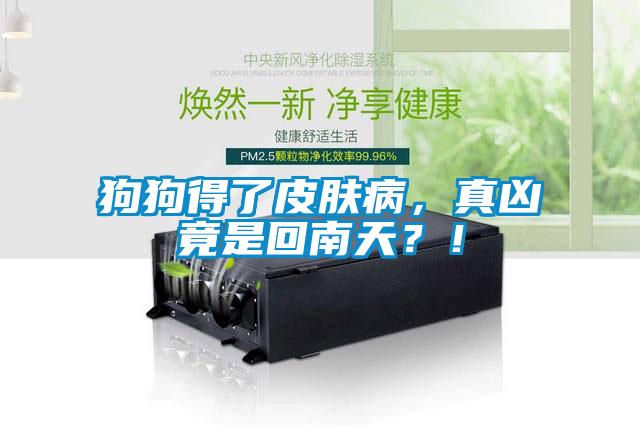 狗狗得了皮膚病，真兇竟是回南天？！