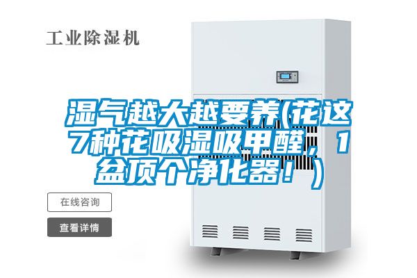 濕氣越大越要養(花這7種花吸濕吸甲醛，1盆頂個(gè)凈化器！)